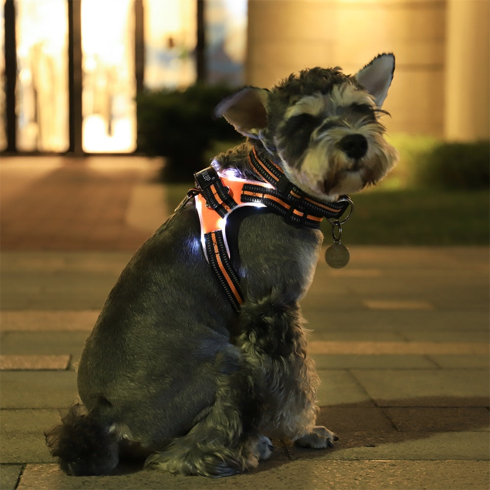 Glowing dog collar